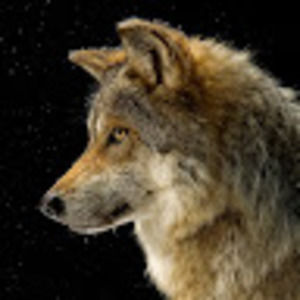 Meet your Posher, Carly